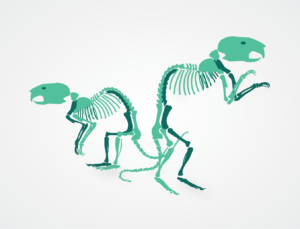 Illustration of two rat skeletons